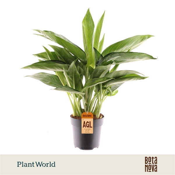 Aglaonema Silverado