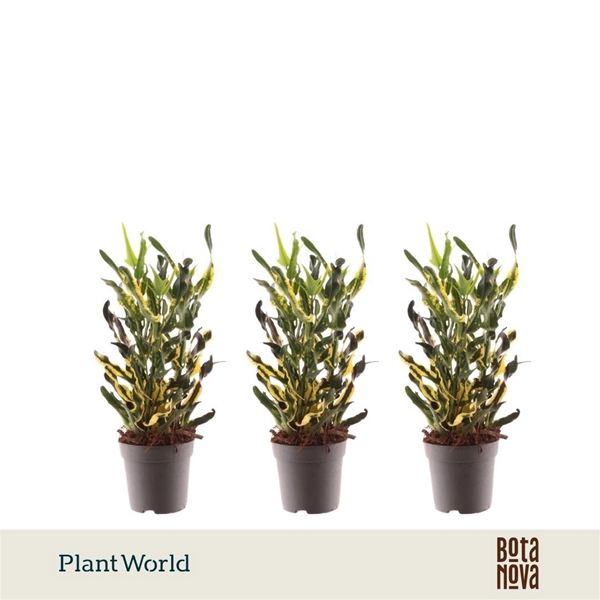 Codiaeum Croton Pigtum