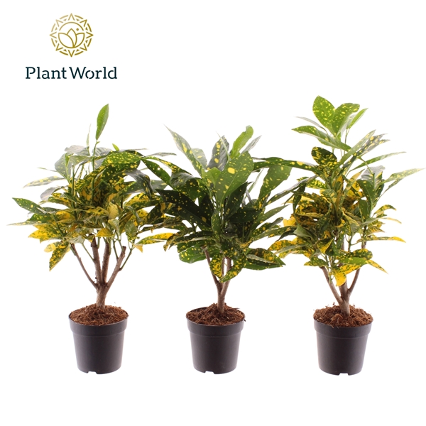 Codiaeum Croton Gold Dust Stam