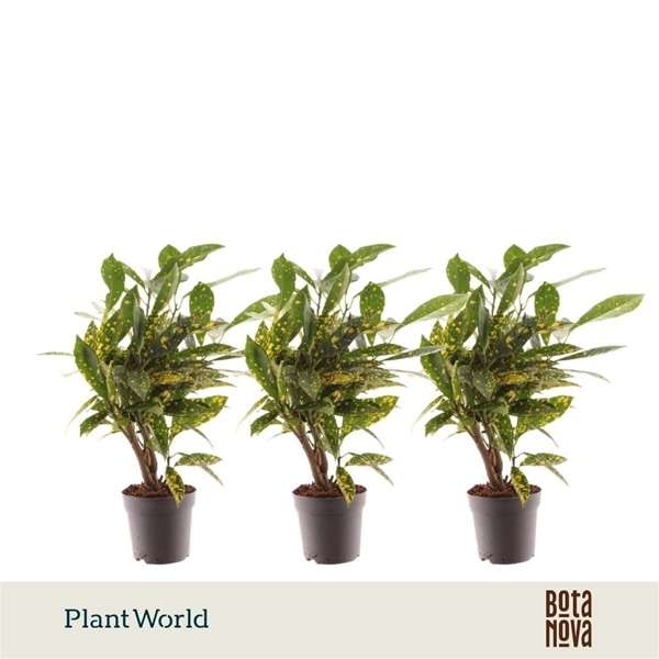 Codiaeum Croton Gold Dust Stam