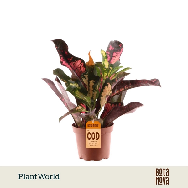 Codiaeum Variegtum Wilma 3pp