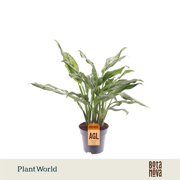 Aglaonema Juliette