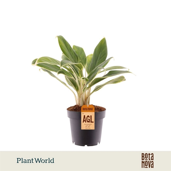 Aglaonema White Lime