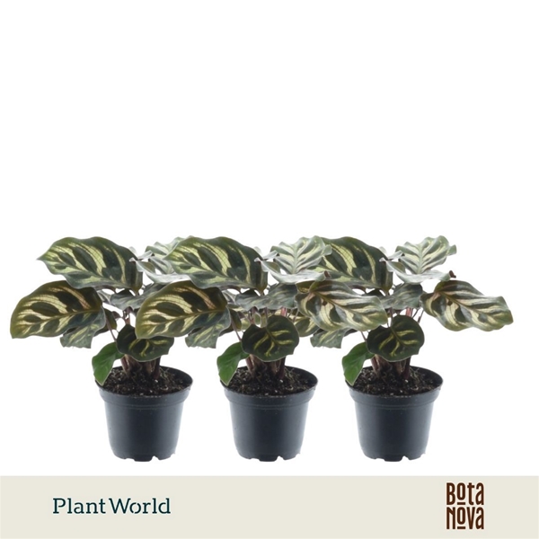 Calathea Makoyana