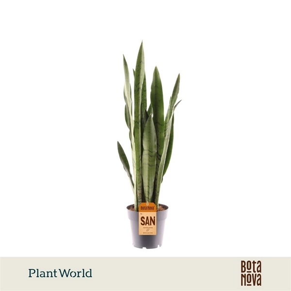 Sansevieria Spearmint