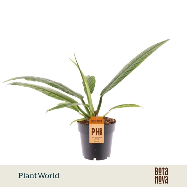 Philodendron Campiii