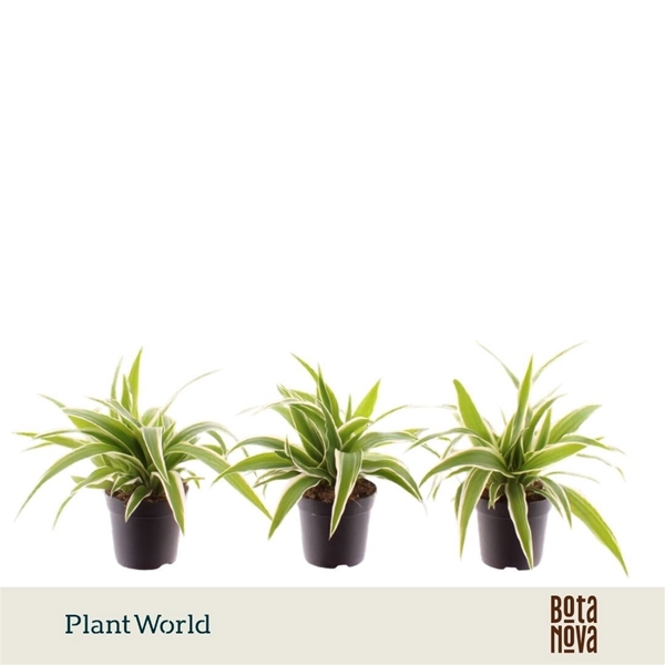 Chlorophytum Ocean 