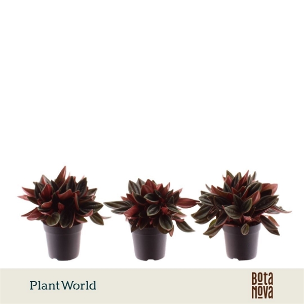 Peperomia Rosso