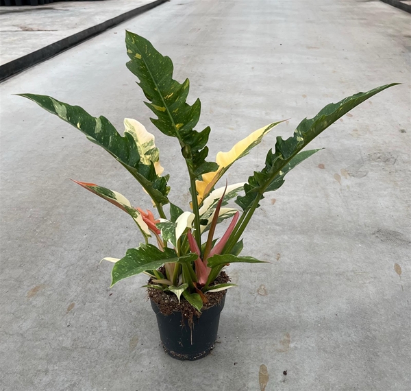 Philodendron narrow Ring of Fire
