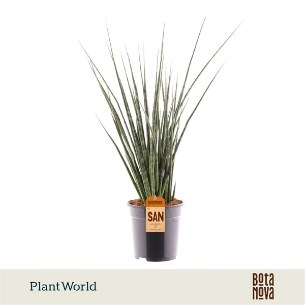 Sansevieria Digitorum