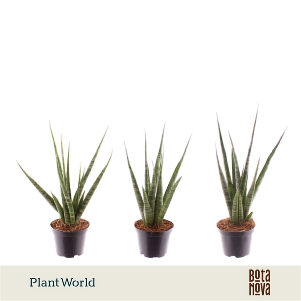 Sansevieria Digitorum