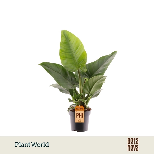 Philodendron Imperial Green