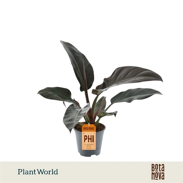 Philodendron Imperial Red