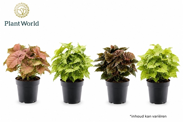 Syngonium Mix