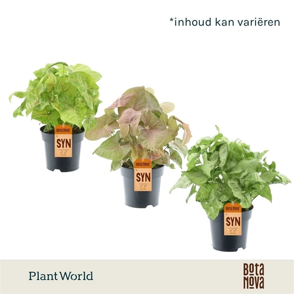 Syngonium Mix