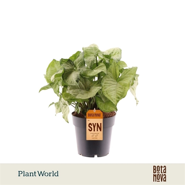 Syngonium White Butterfly