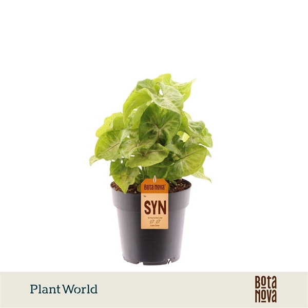 Syngonium Golden