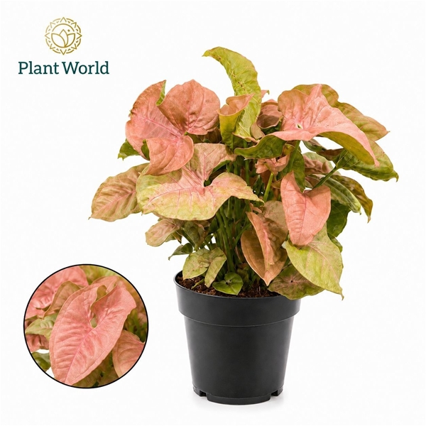 Syngonium Red Heart 