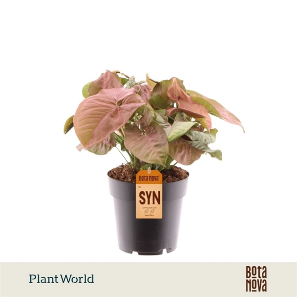 Syngonium Red Heart 