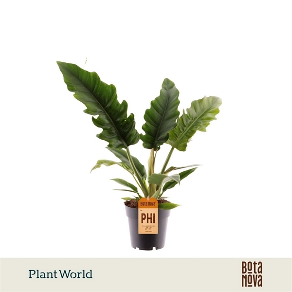 Philodendron Narrow Escape