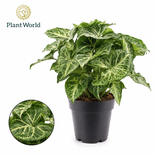 Syngonium Arrow 