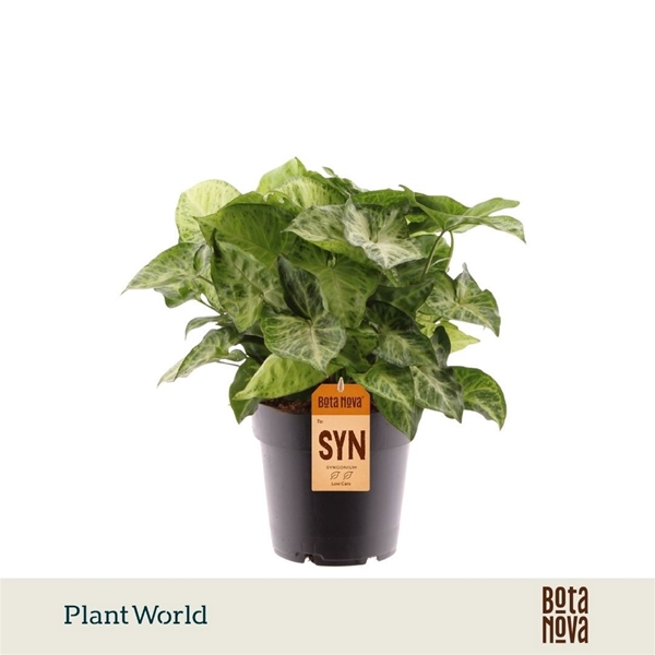 Syngonium Arrow 