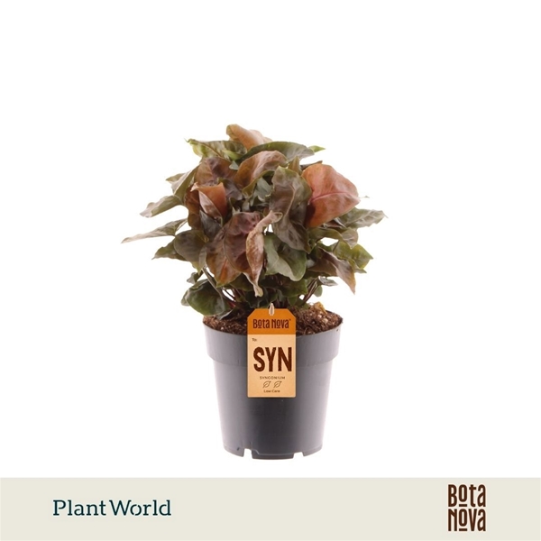 Syngonium Maria