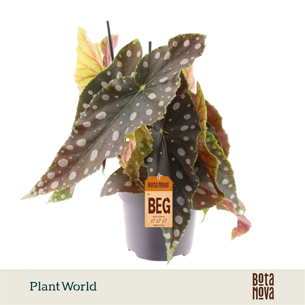 Begonia Rex Salsa