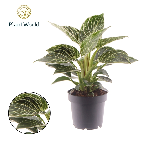 Philodendron Birkin