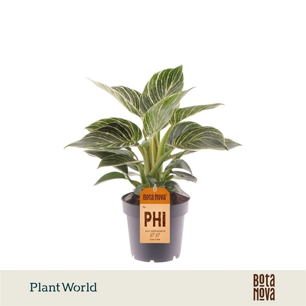 Philodendron Birkin