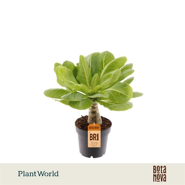 Brighamia Insignis Hawaii Palm