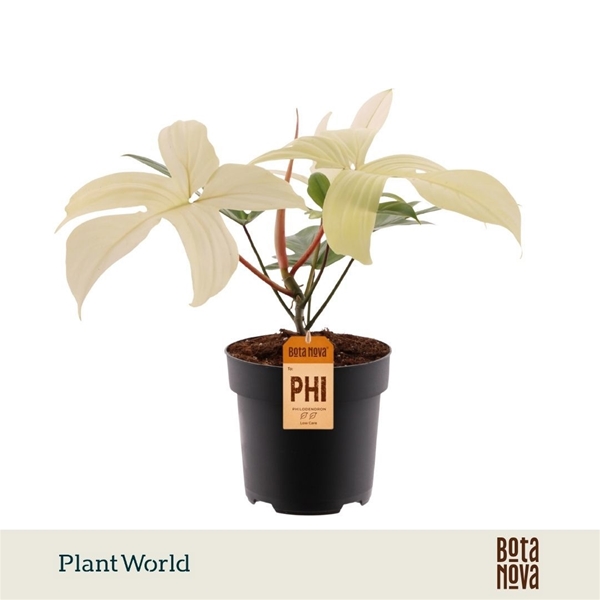 Philodendron Florida Ghost