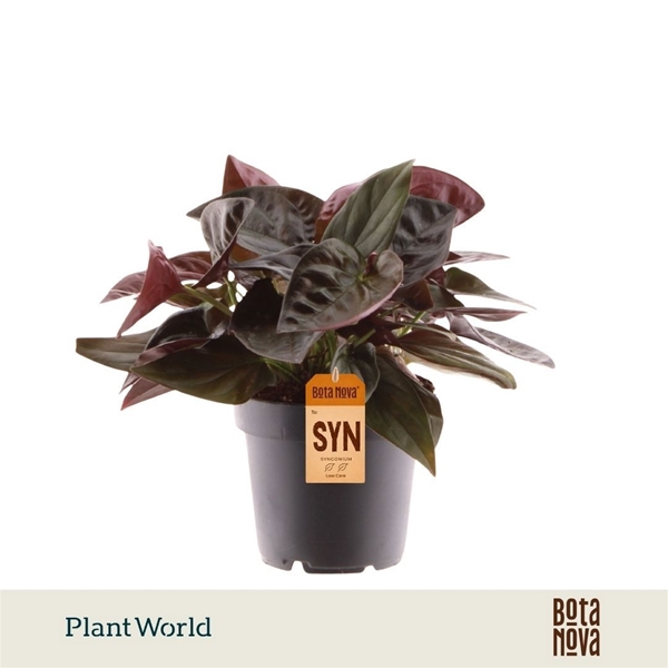 Syngonium Red Arrow