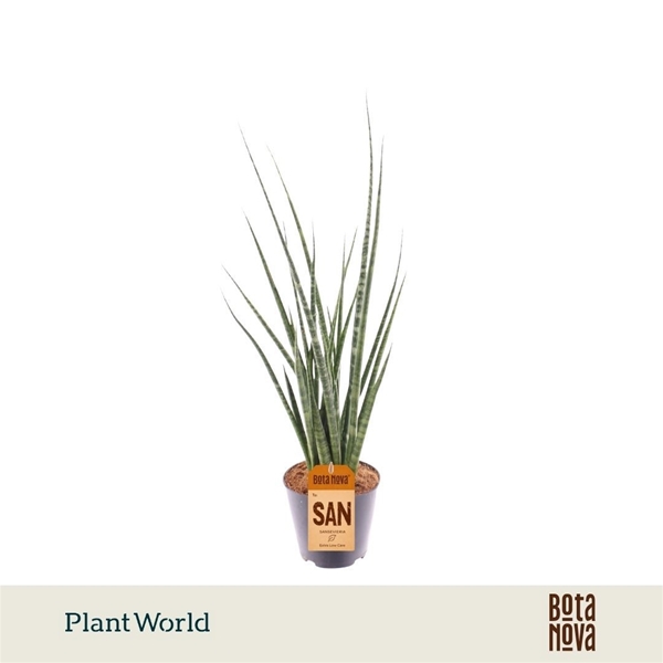Sansevieria Digitorum