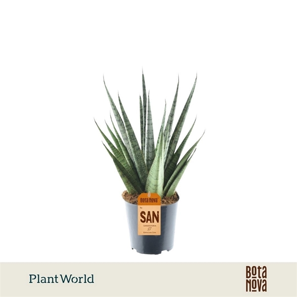 Sansevieria Sem