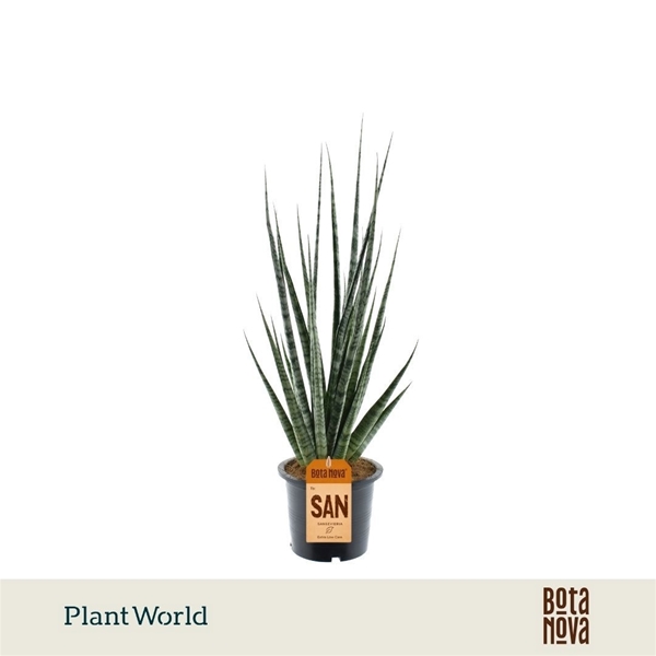 Sansevieria Digitorum