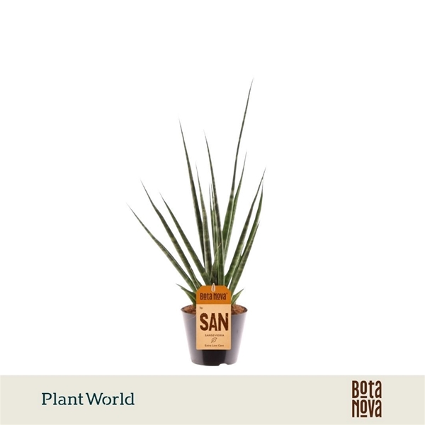 Sansevieria Digitorum