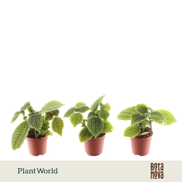 Pilea Moonvalley 