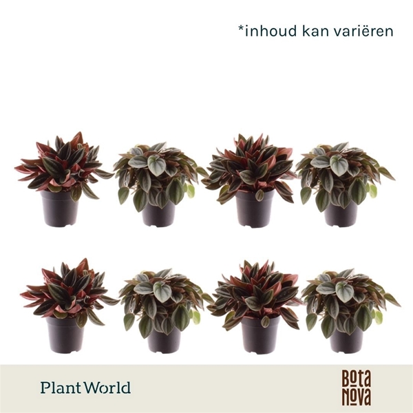 Peperomia Mix