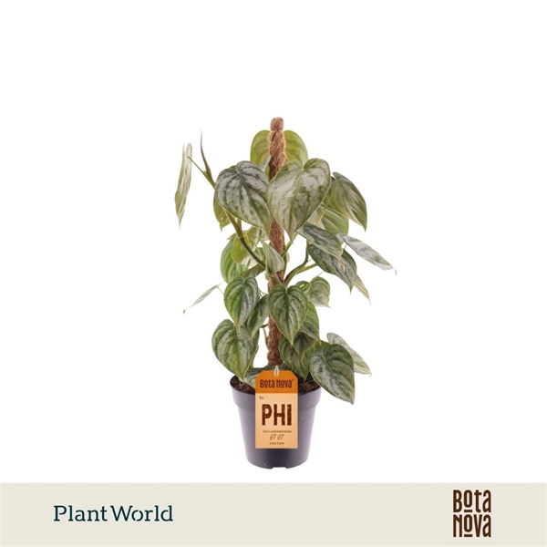 Philodendron Brandtianum Mosstab
