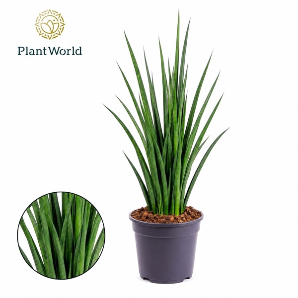 Sansevieria Kirkii Friends