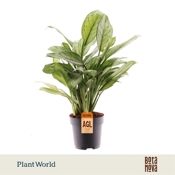 Aglaonema Maria Christina