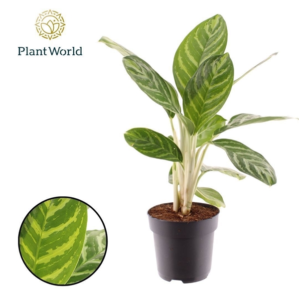 Aglaonema Legacy
