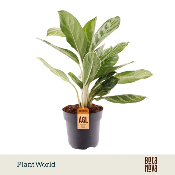 Aglaonema Legacy