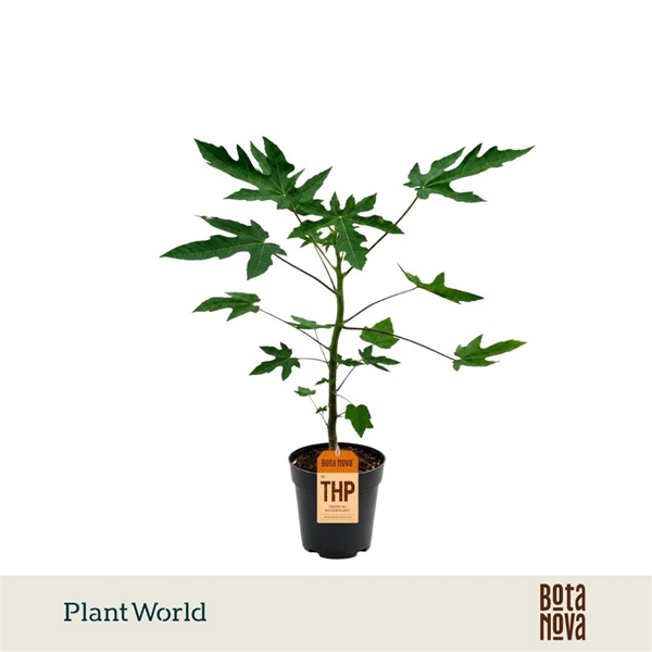 Carica Papaya