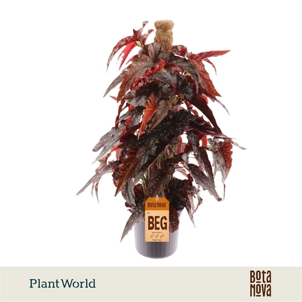 Begonia Black Forrest Mosstab