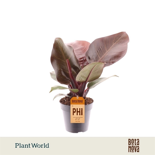Philodendron Cherry Red