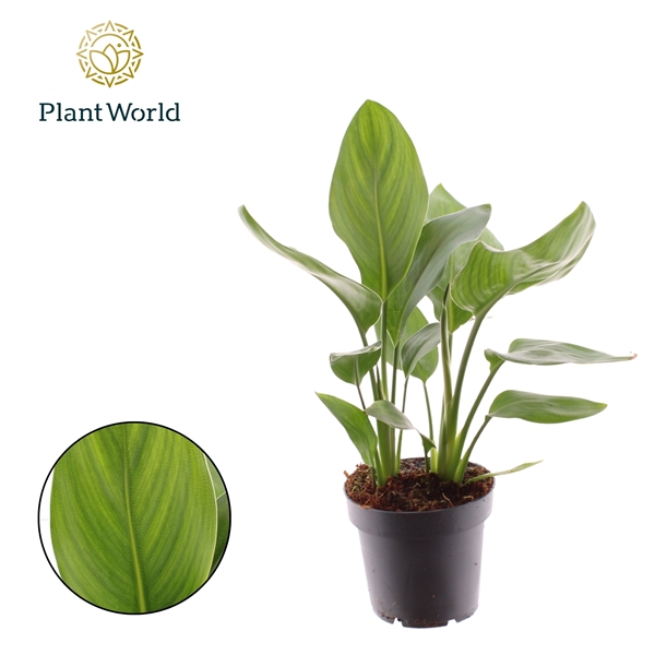 Strelitzia Reginae