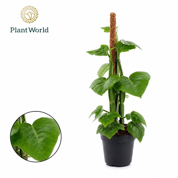 Cissus Quadran Mosstab