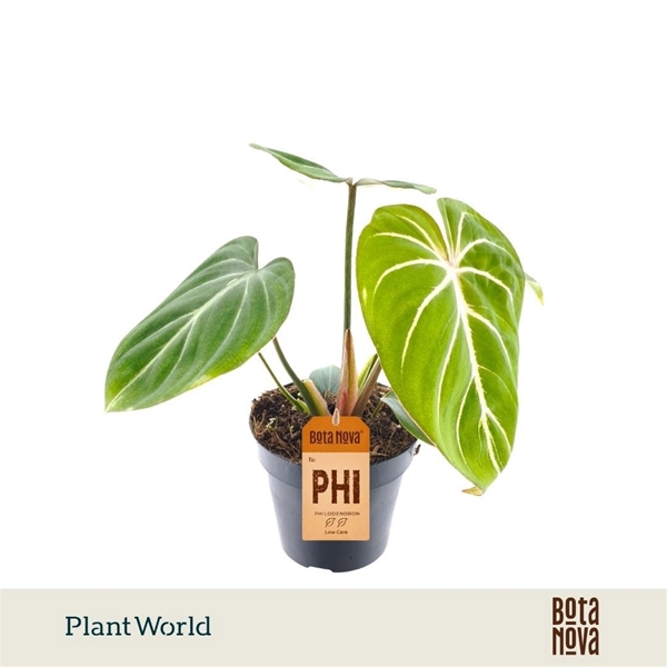 Philodendron Gloriosum Zebra